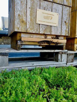 🐝 Adoptovali jsme úl! A co to vlastně znamená? 👉 Díky adopci máme po celý rok „naše“ včelky, které se starají o přírodu...